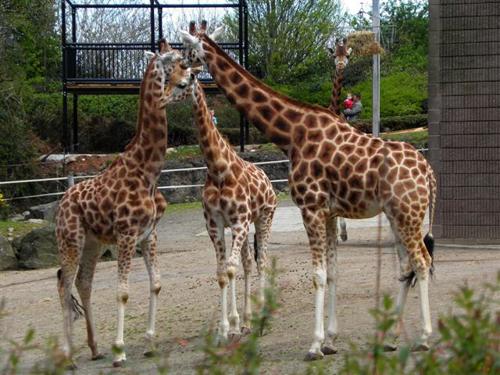 Belfast zoo